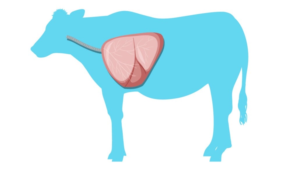 Esquema de vaca con la posición ortopneica