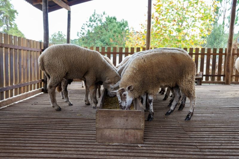 problemas reproductivos ovejas comiendo