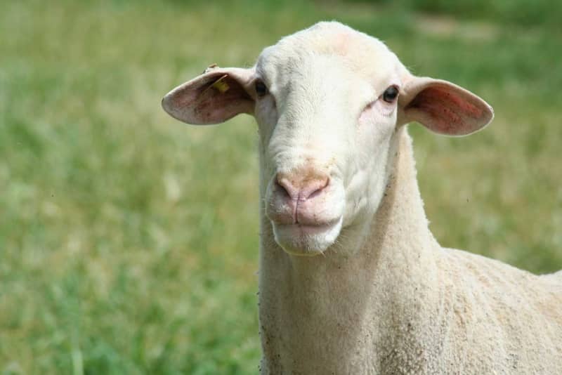 productos veterinarios