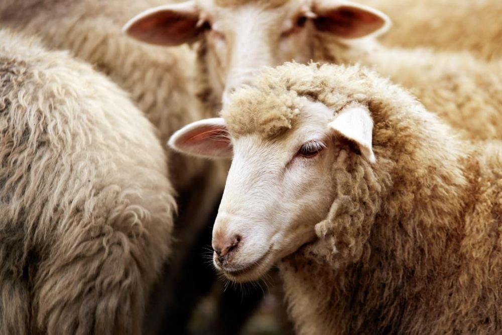 rebaño ovejas propiedades de la leche de oveja