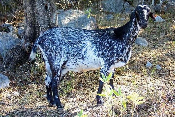 Queso Payoyo: cabra de raza Payoya, autóctona de la sierra de Cádiz en peligro de extinción