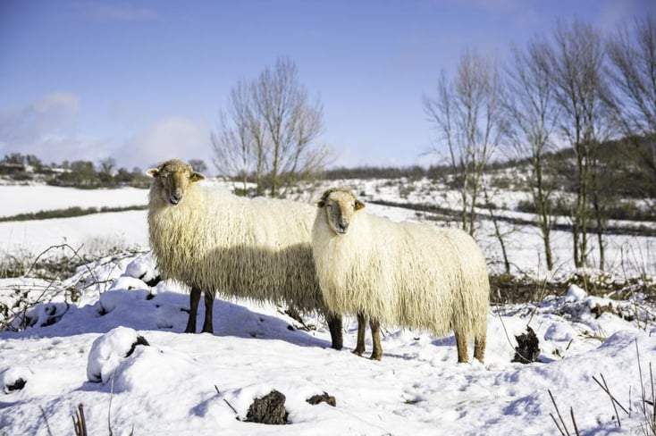razas de ovejas-latxa