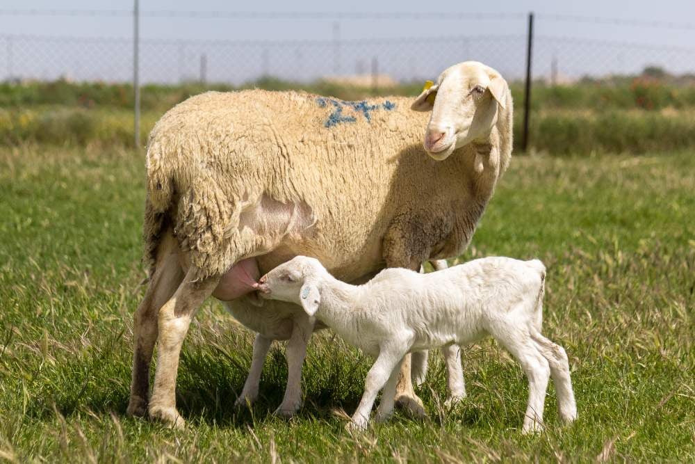 Conoce las razas de ovejas de leche en España
