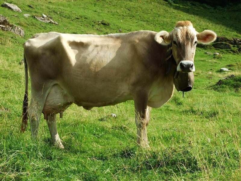 Razas de vaca: Parda Alpina es el prototipo de la doble aptitud. Está muy extendida por su buena adaptabilidad y características maternales: facilidad de parto, buena fertilidad y regularidad reproductiva.