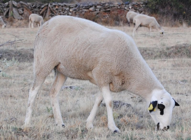 Razas de oveja en España