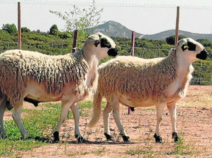 Razas de ovejas en España