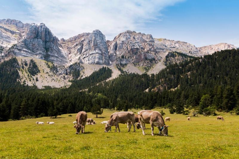 razas de vacas de carne pastando en un prado de alta montaña