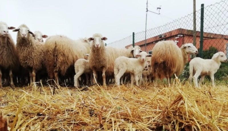 Rebaño de ovejas de raza Palmera
