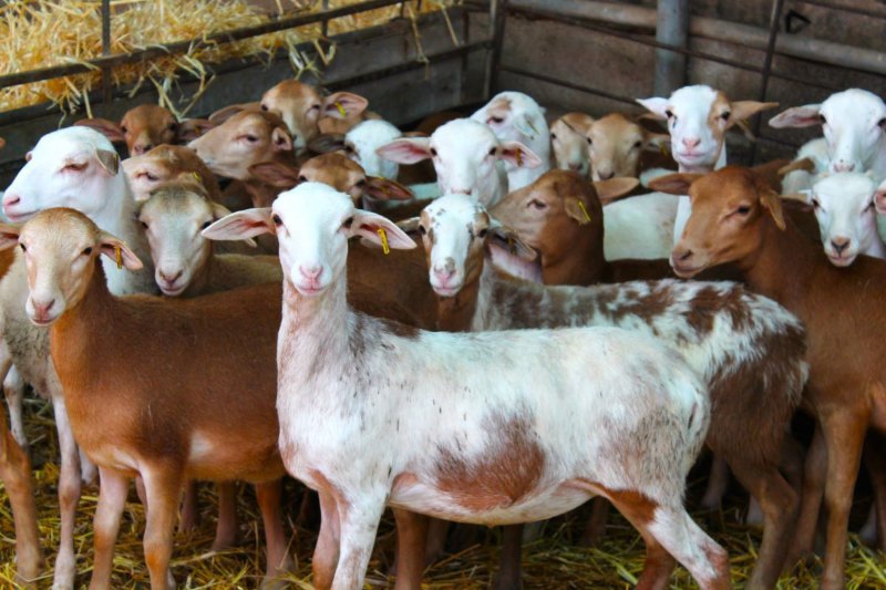 Las Tres Razas De Oveja Autóctonas De Canarias