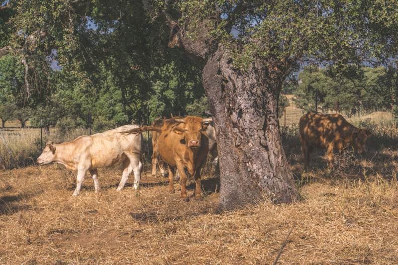 rebaño de vacas