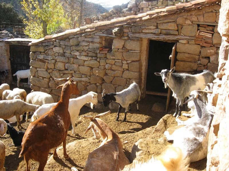 Antiguo redil para ovejas y cabras