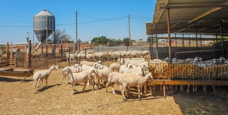 redil para ovejas.