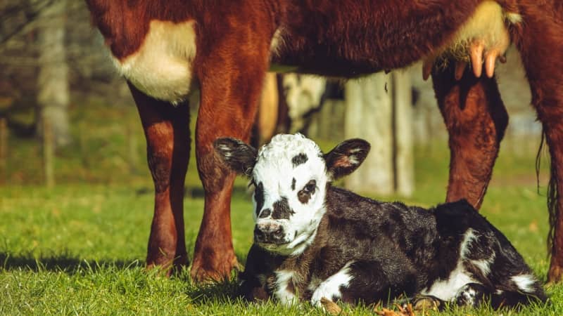 Ternero lactante de pelaje blanco con manchas negras recostado sobre césped verde, bajo el vientre y las ubres de su madre, una vaca de pelaje rojizo y blanco. Se aprecian sus patas traseras y el pasto, con árboles desenfocados en el fondo.