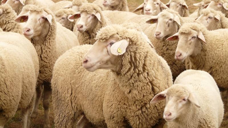 Grupo numeroso de ovejas de lana clara en un campo, con una oveja en el centro mirando hacia la derecha, todas identificadas con crotales amarillos.