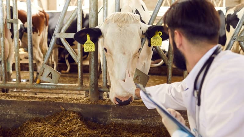 Veterinario con bata blanca y guantes examinando una vaca lechera con crotales amarillos, dentro de una instalación con barrotes metálicos.