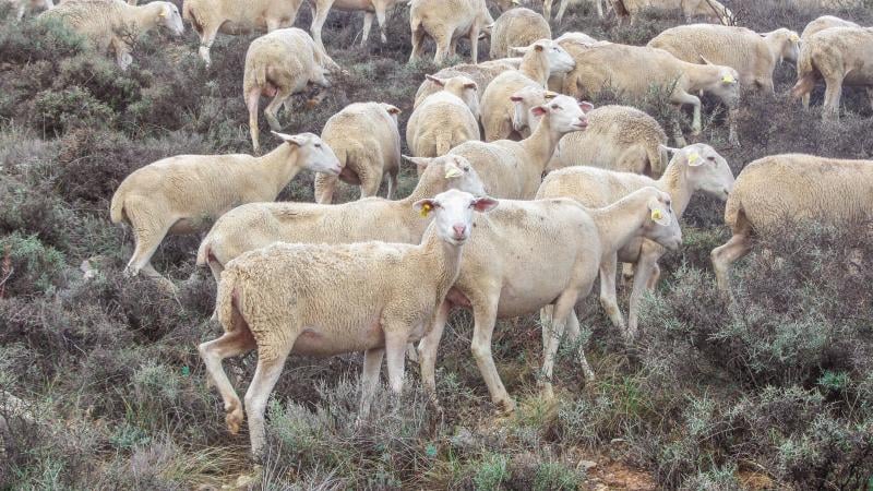 rebaño de ovejas segureñas en prado