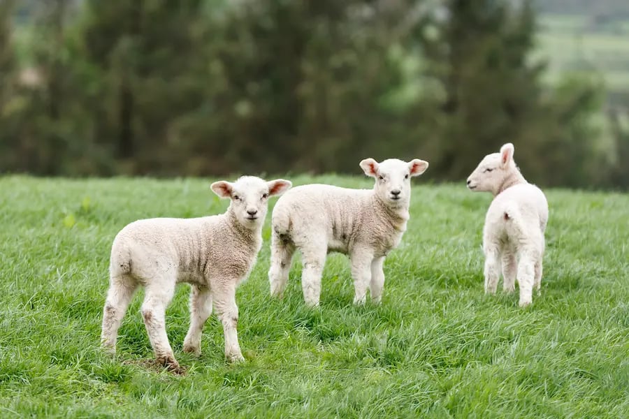 sheep reproduction 1