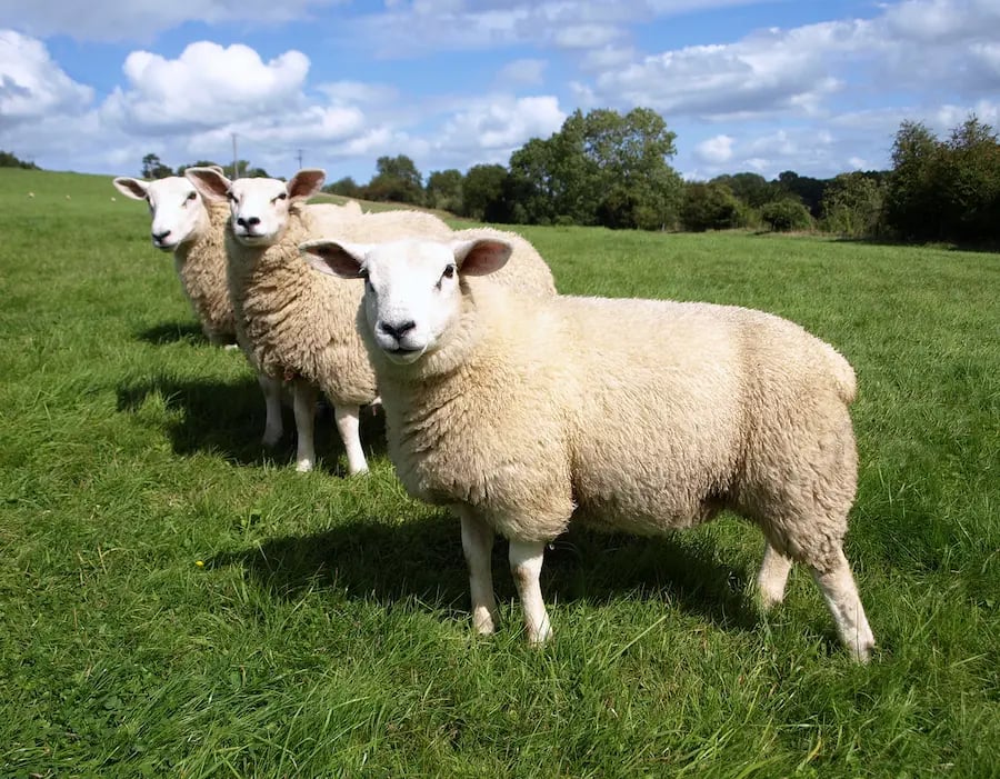 sheep reproduction 2