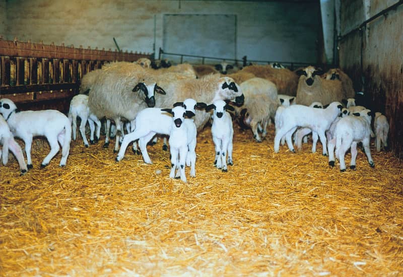 sistemas de cubrición ovina
