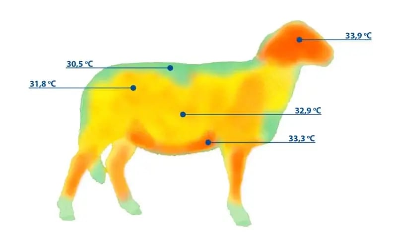thΤο σώμα ενός προβάτου υπό θερμικό στρες απεικονιζόμενο από μια θερμική κάμερα. 