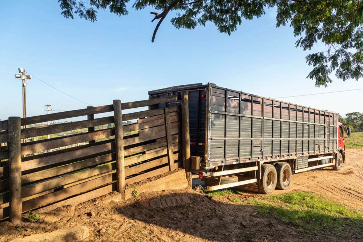 transporte de animales vivos