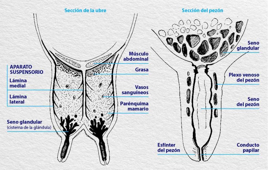 sección anatómica de la ubre de vaca y del pezón