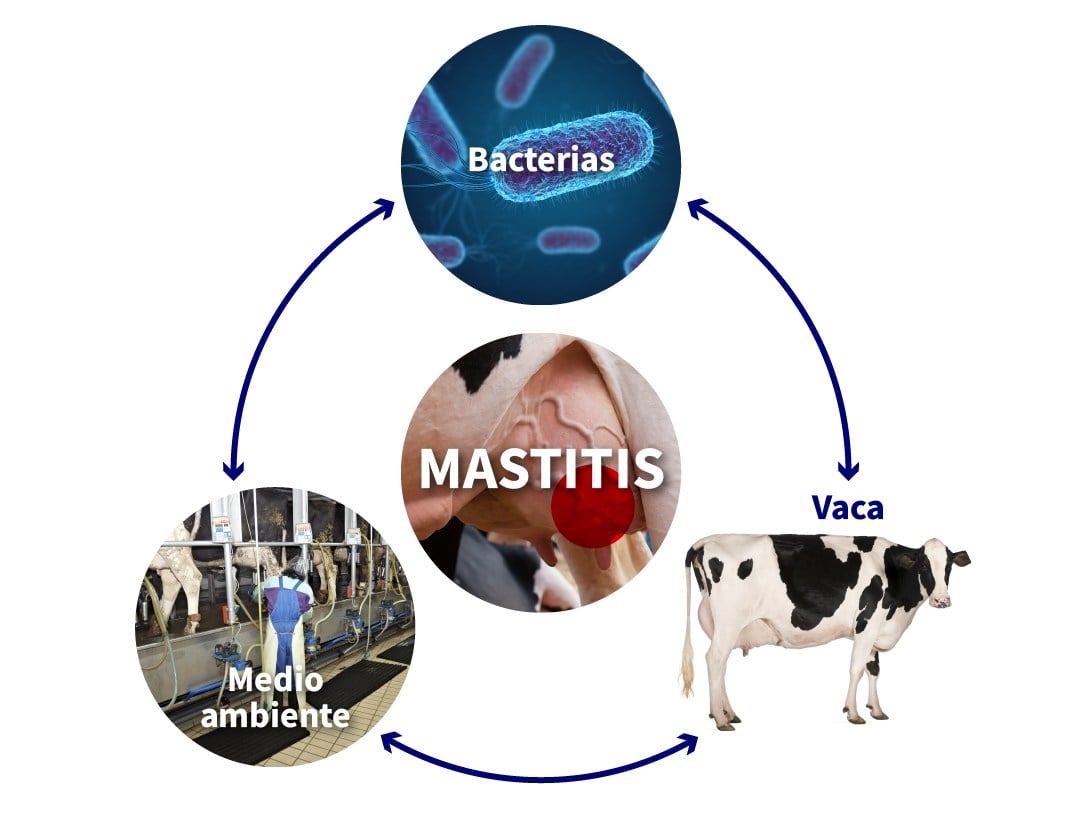La mastitis en la ubre de la vaca es una enfermedad multifactorial. Por lo tanto, son diferentes aspectos los que hay que considerar en su prevención y tratamiento.