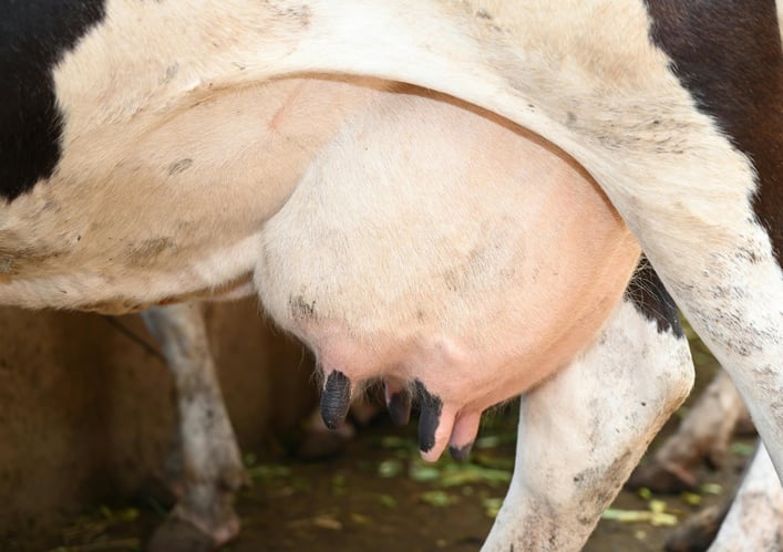 ubre de vaca