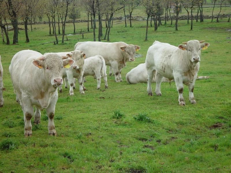 Grupo de vacas blancas Charolesas y sus terneros.