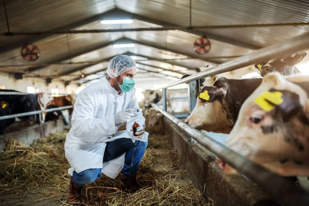 Veterinario inyecta a vacas de leche