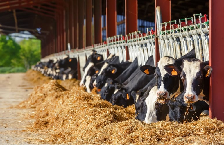 vacas-establo-heno