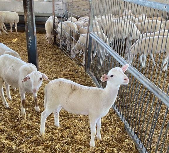 ¿Qué tipo de vacuna de basquilla en ovejas es la más completa?