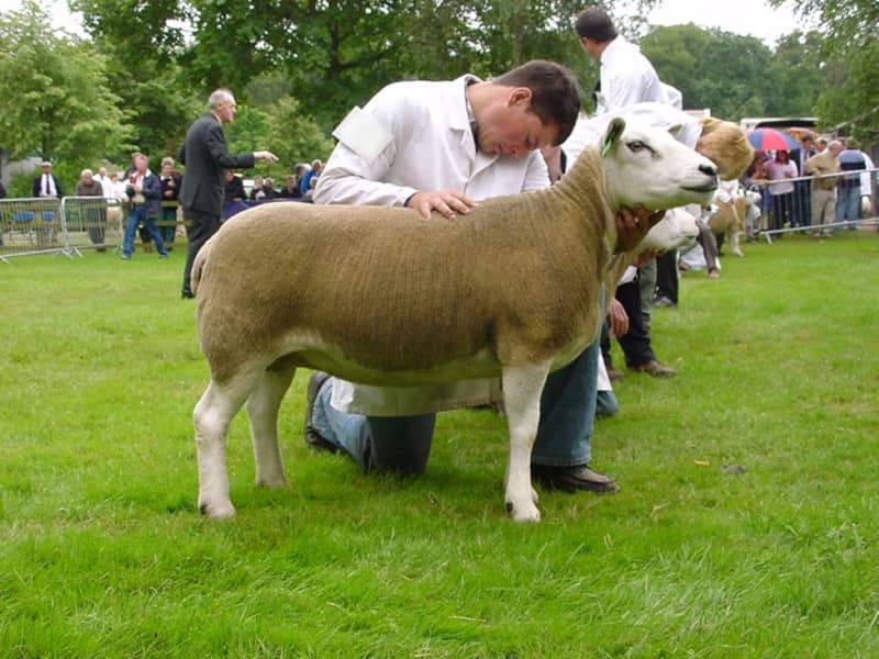 La oveja Texel es una raza muy apreciada por su conformación cárnica, y alcanza altos precios en las subastas.