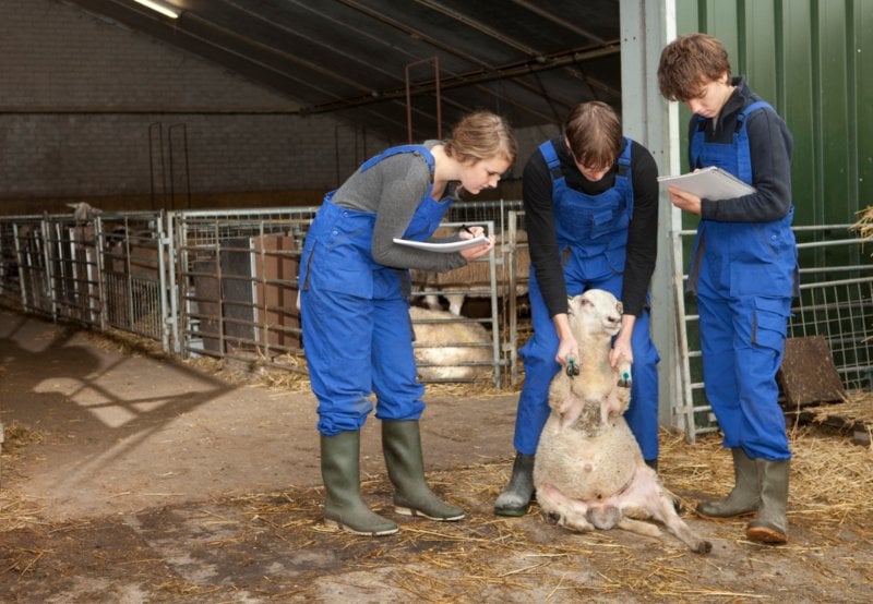 veterinario