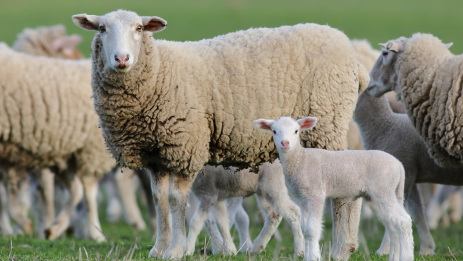 Bacteria Clostridium perfringens: Cómo prevenir la enterotoxemia ...