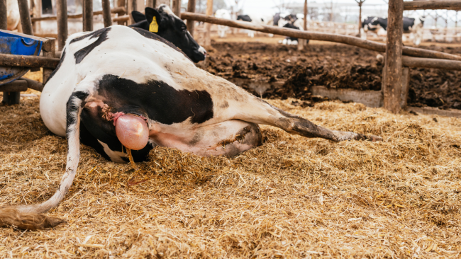 Vaca lechera tumbada en un establo con amenaza de prolapso uterino tras el parto.