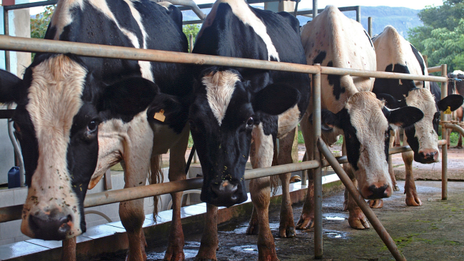 rebaño de vacas en el proceso de alimentación en el establo