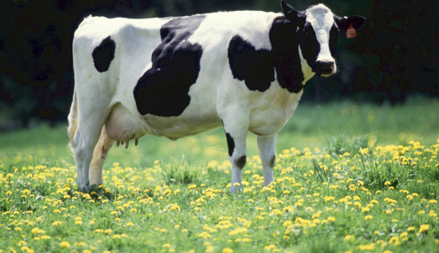 vaca pastando