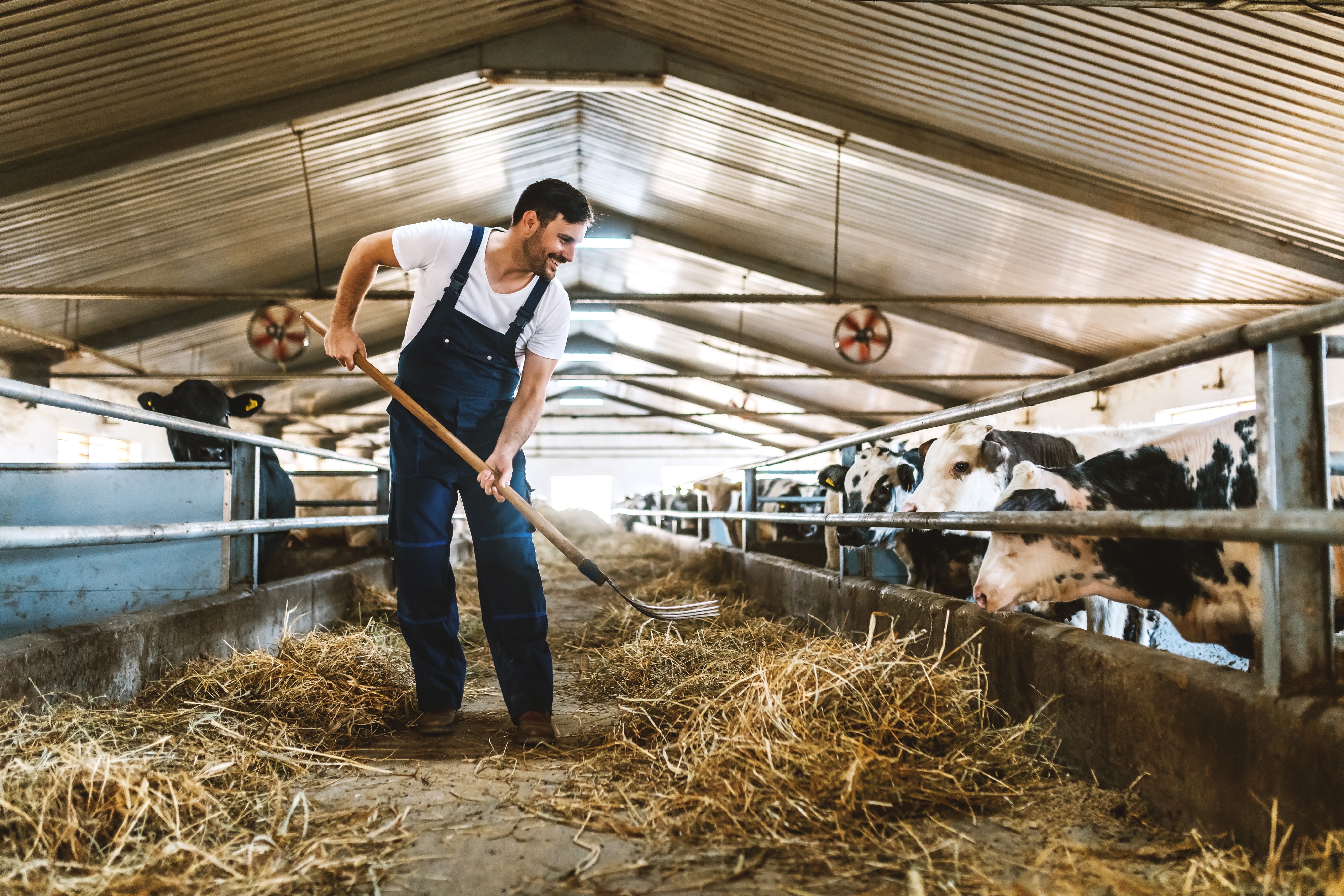 Landwirt bei der Stallarbeit