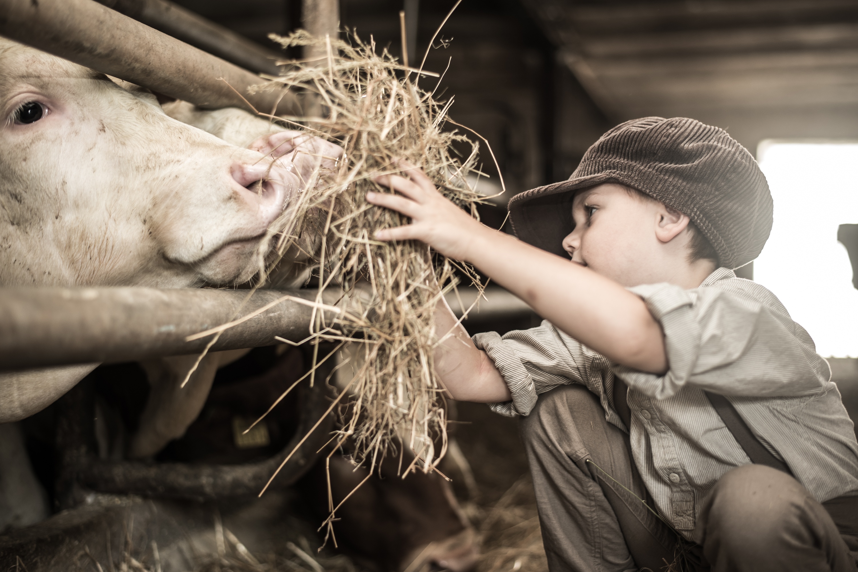Junge füttert Kühe mit Heu im Stall
