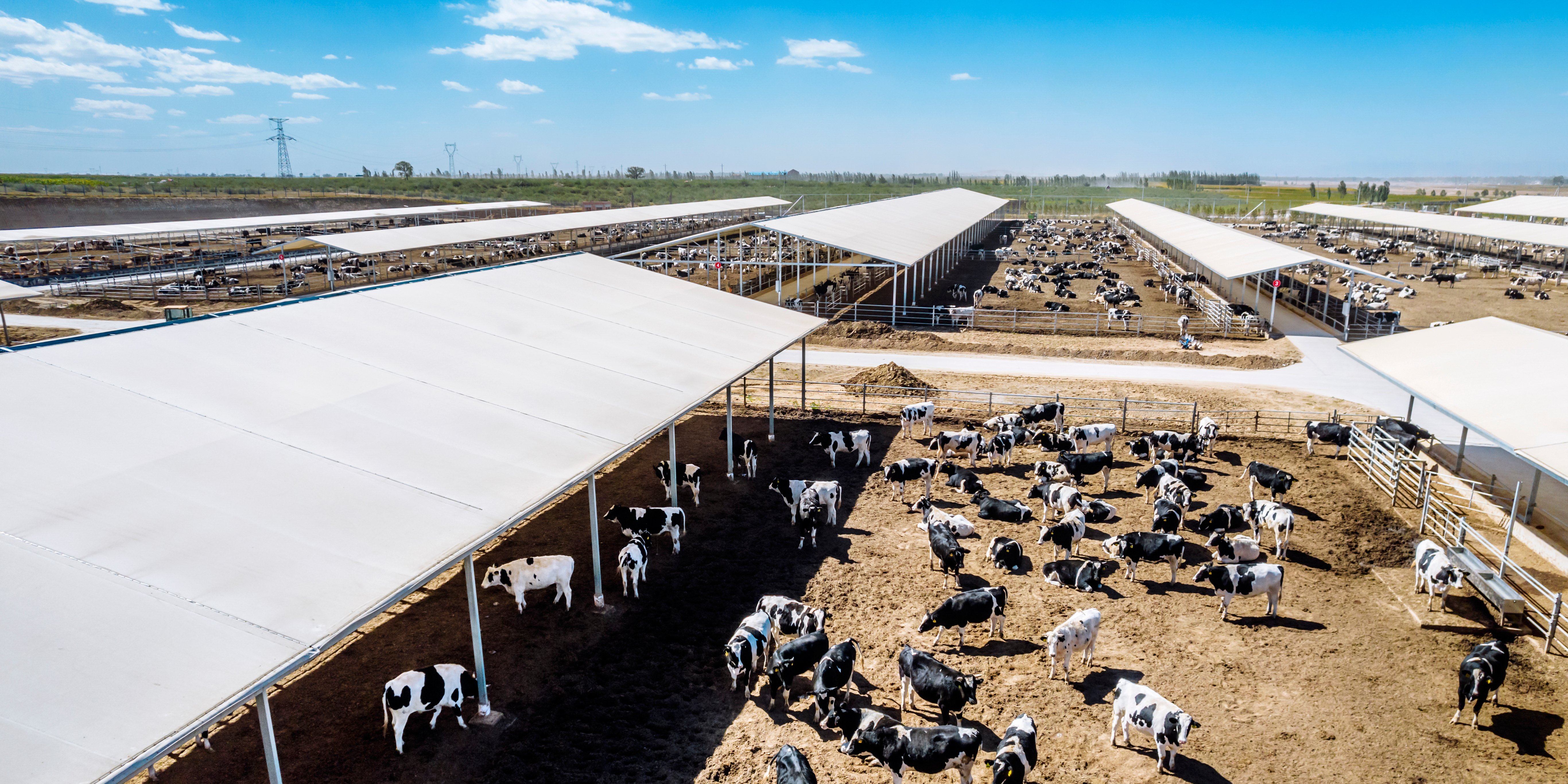 Luftaufnahme eines Kuhstalls in einer modernen Großviehfarm