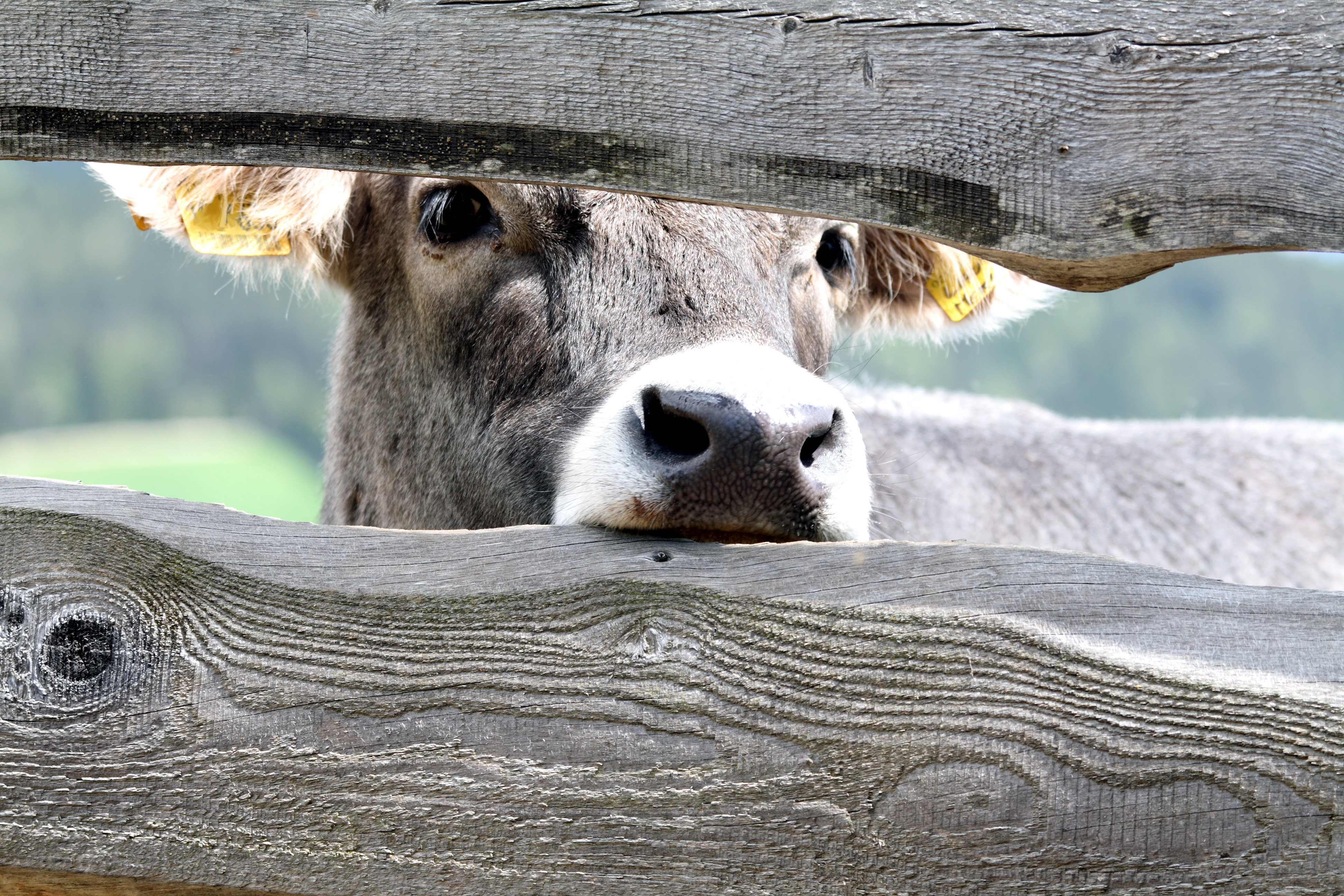 Kuh blickt durch grauen Holzlattenzaun