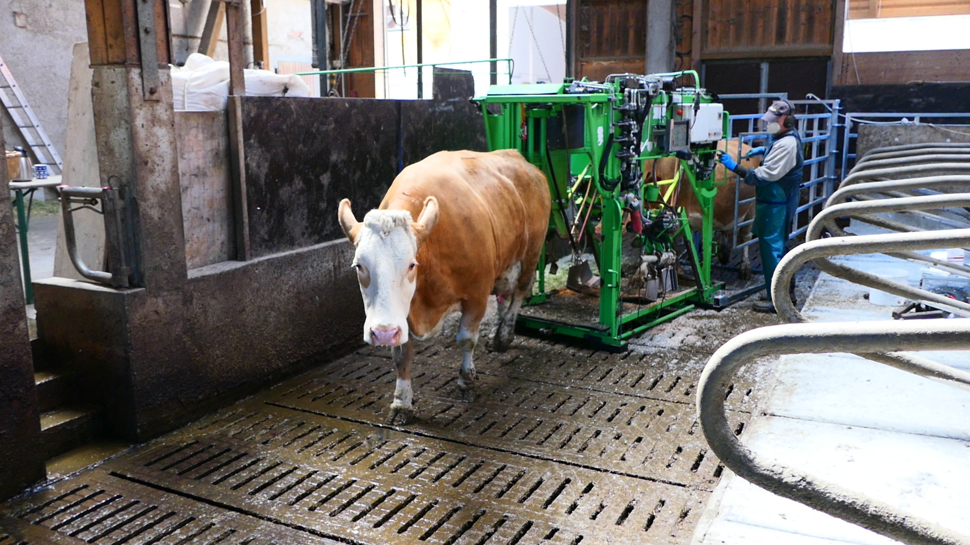 Eine Kuh steht auf einem Spaltenboden in einem modernen Stall, rechts daneben bedient ein Mitarbeiter eine grüne Melk- oder Handlinganlage.