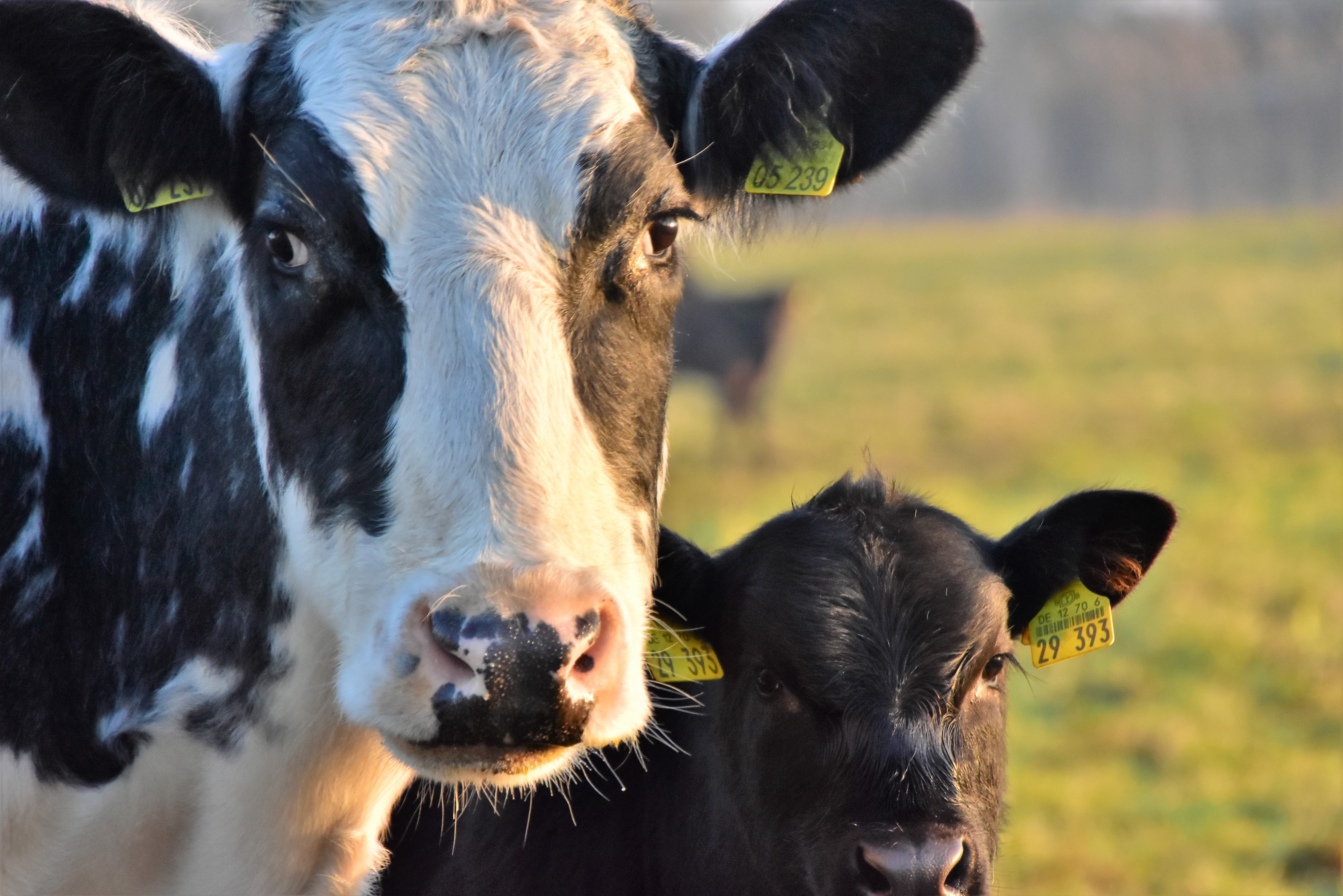 Kuh und Kalb stehen auf der Weide.