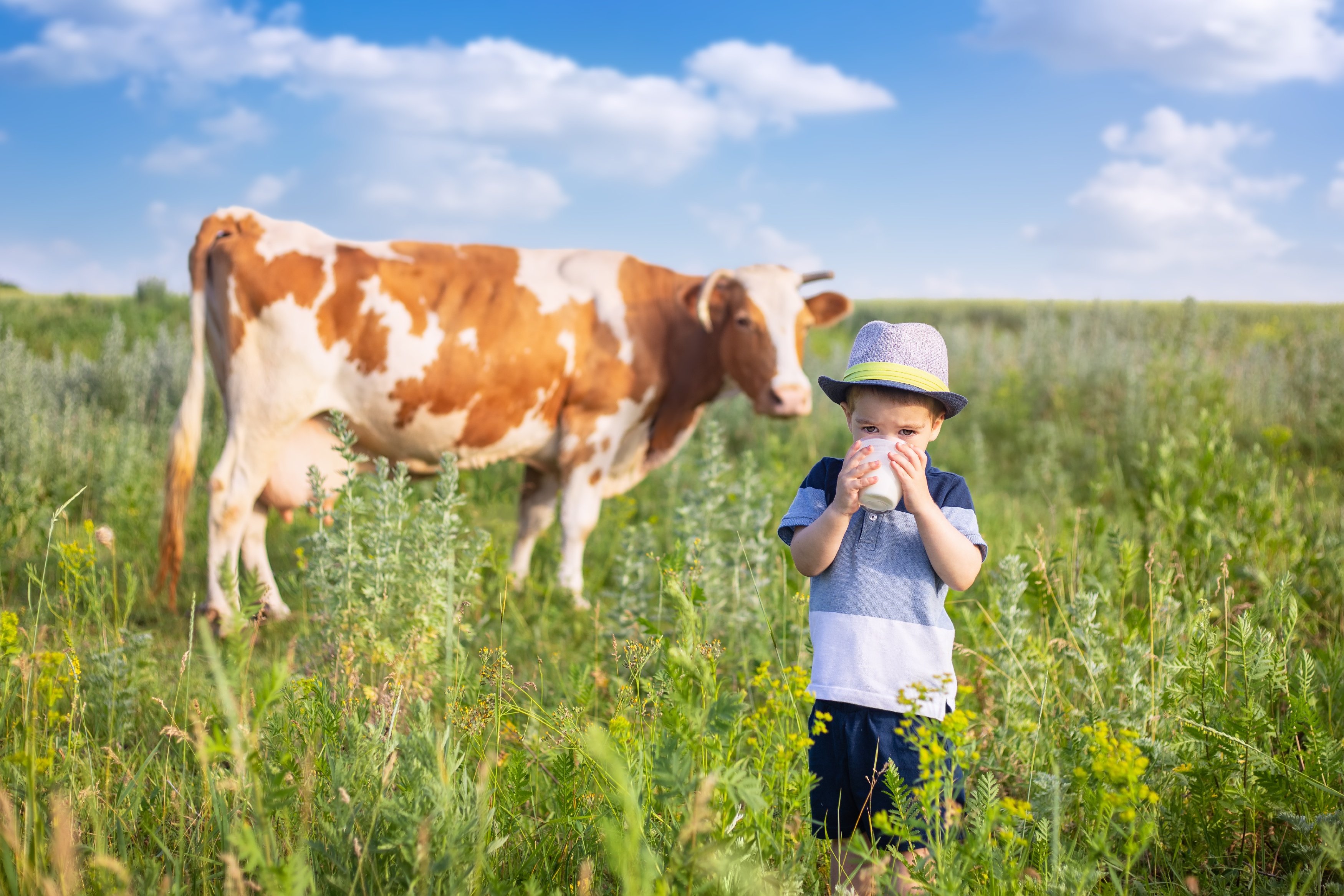 Junge trinkt Milch auf der Weide mit Kuh im Hintergrund