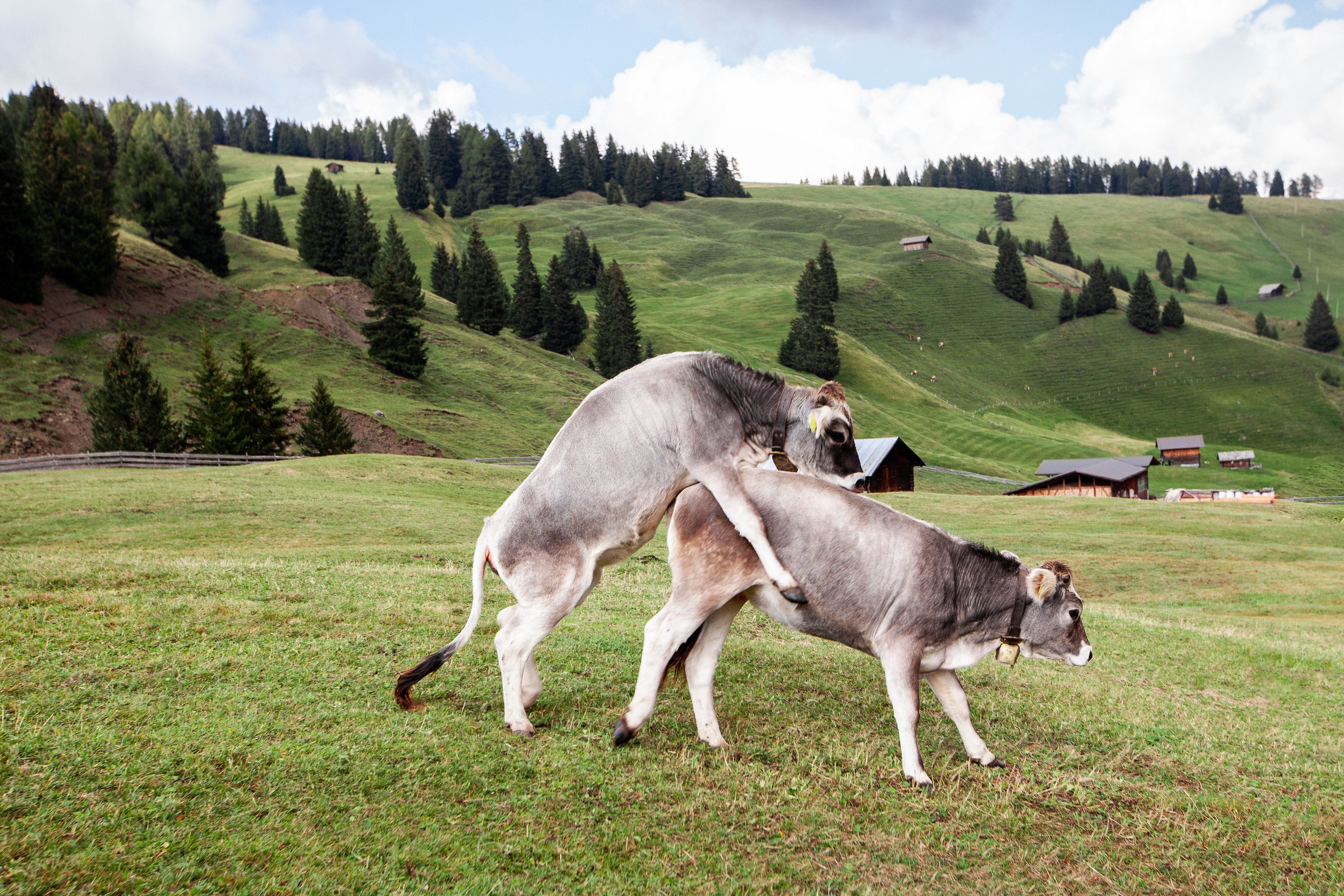 Holstein Kühe beim Akt auf der Weide