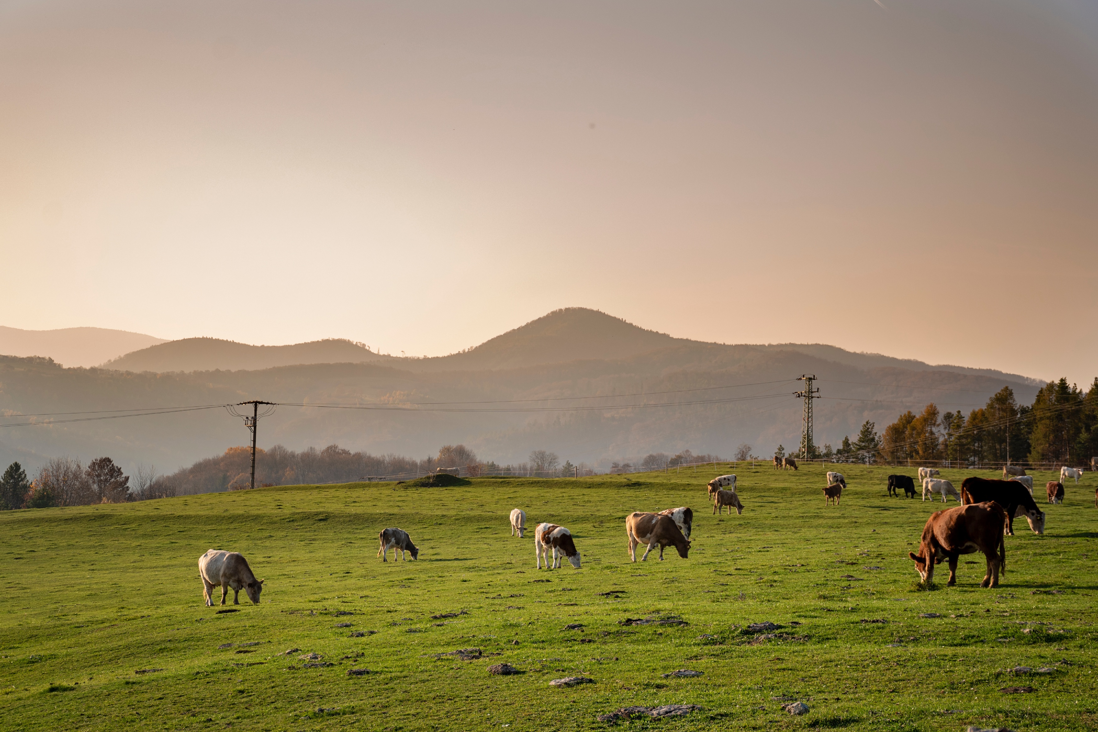 Kühe auf Weide mit Strommasten im Hintergrund