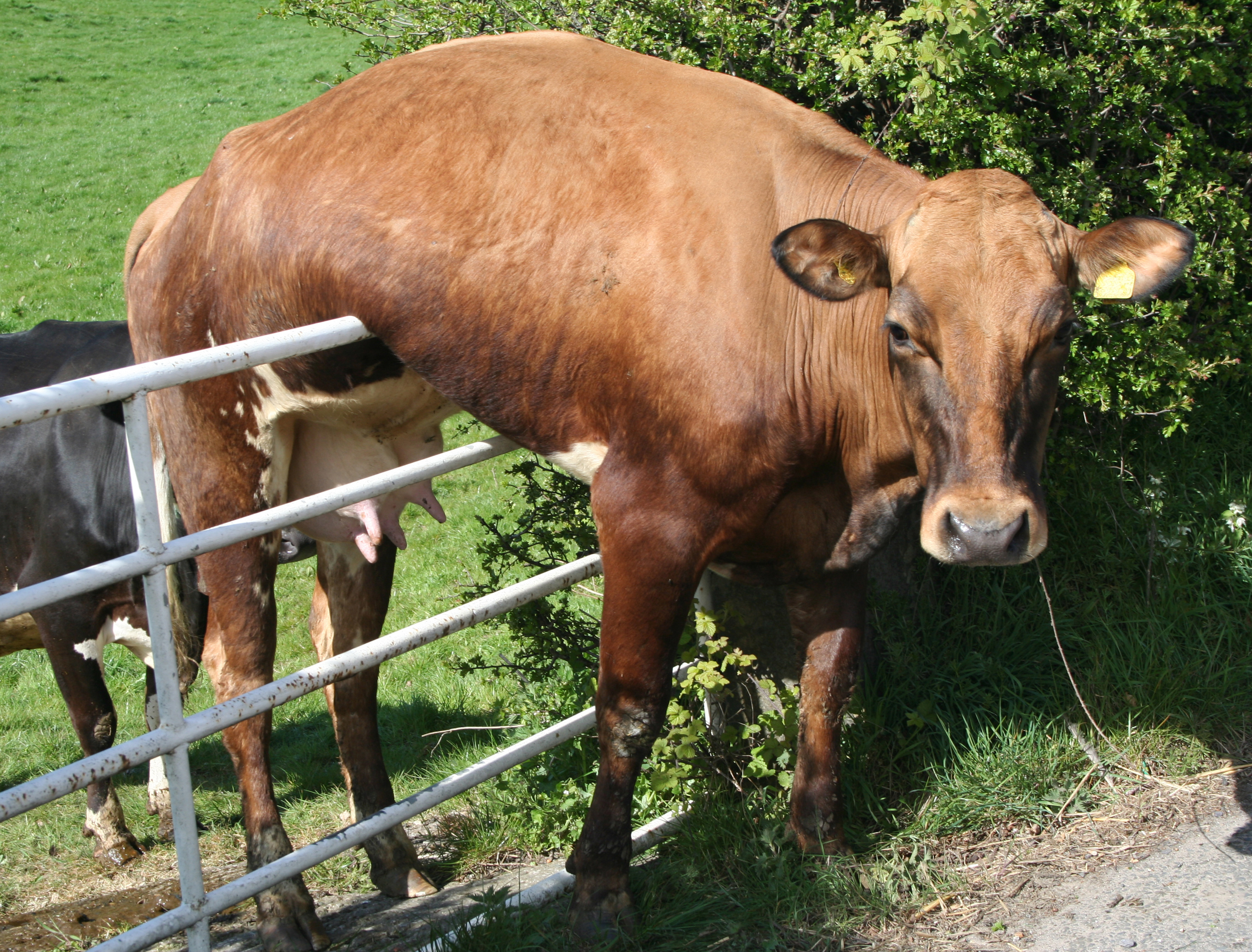 Kuh hängt über Gitter an Weide