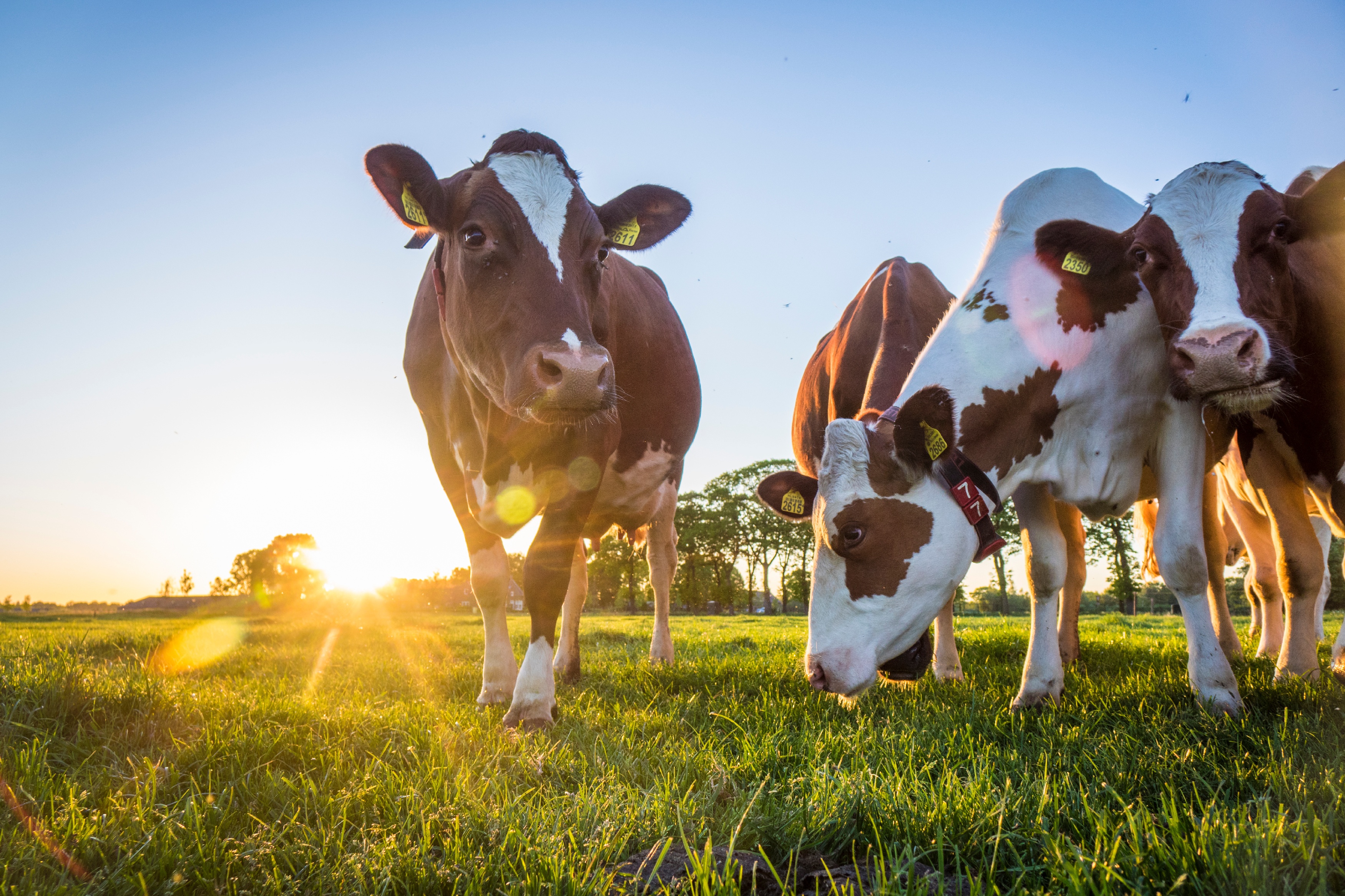 Kühe mit Sonnenstrahlen auf Weide