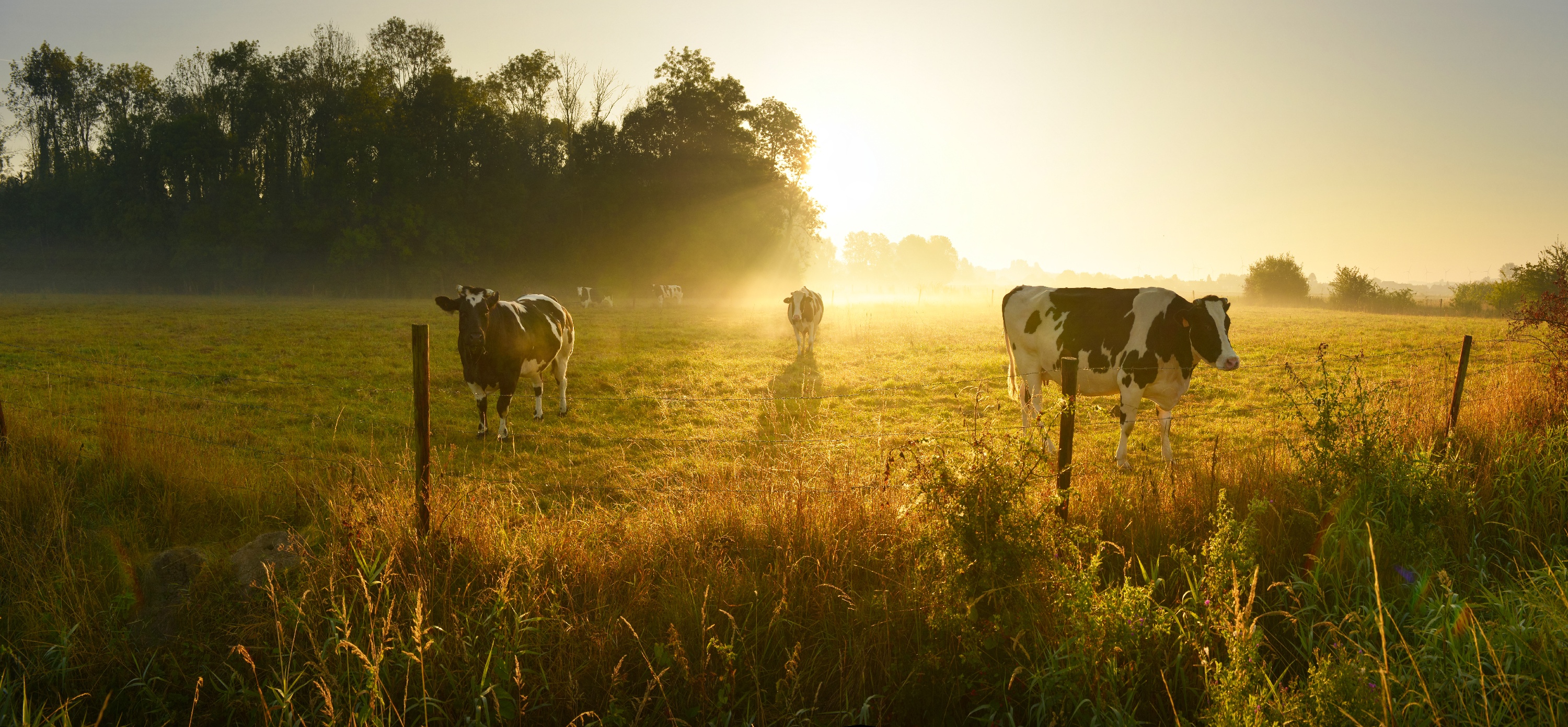Kühe im Sonnenaufgang auf der Weide